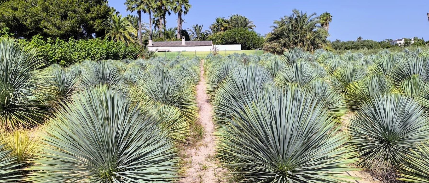 SOMOS ESPECIALISTAS EN OLIVOS Y PALMÁCEAS